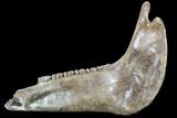Fossil Horse Jaw - Pleistocene, Germany #87470-3